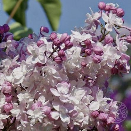 Сирень Свитхарт гиацинтовая 