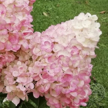 Гортензия Расберри Пинк метельчатая