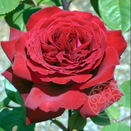 Роза Ботеро чайно-гибридная 