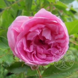 Роза Ило канадская