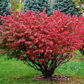 Бересклет крылатый 