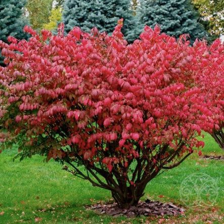 Бересклет крылатый 