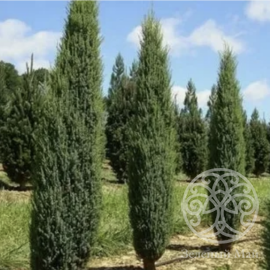 Можжевельник Суецика чешуйчатый 