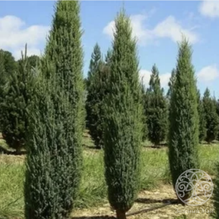 Можжевельник Суецика чешуйчатый 