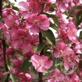 Яблоня Лизет декоративная 