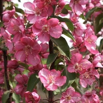 Яблоня Лизет декоративная 