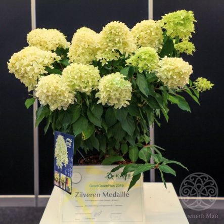 Гортензия Скайфолл метельчатая