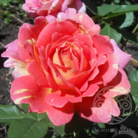 Роза Роз де Систерсьян шраб