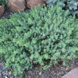 Можжевельник Блю Пацифик прибрежный