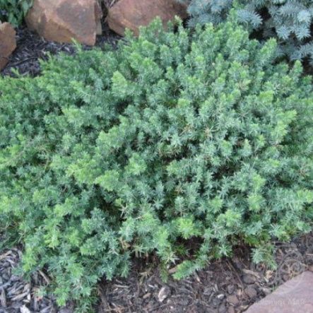 Можжевельник Блю Пацифик прибрежный