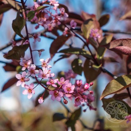 Черемуха Русский Фарфор