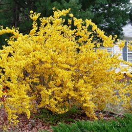 Форзиция Вик Энд промежуточная