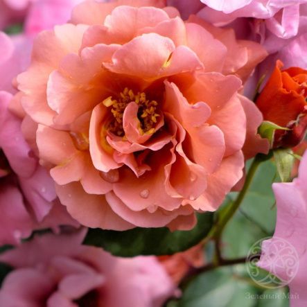 Роза Эспрессо чайно-гибридная