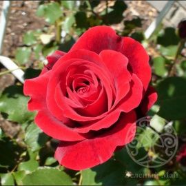 Роза Дон Жуан клаймбер