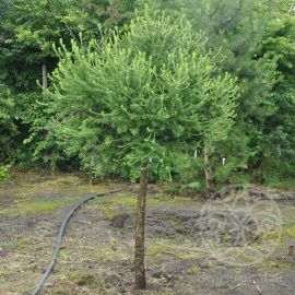 Лиственница Корник европейская