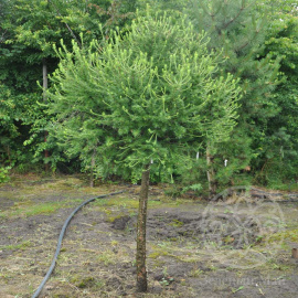 Лиственница Корник европейская