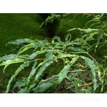 Клен Палдиски остролистный