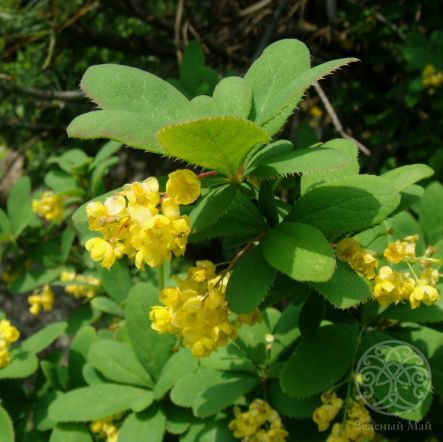 Барбарис амурский 