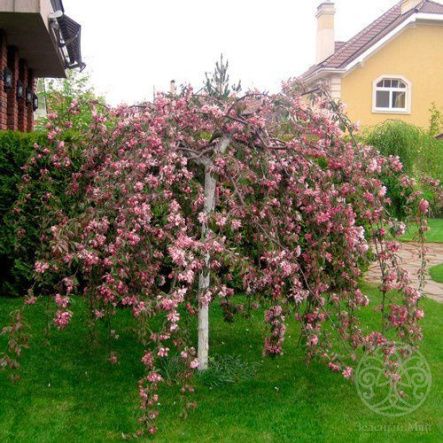 Яблоня Плакучая декоративная 