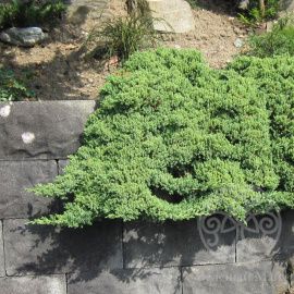 Можжевельник Нана лежачий 