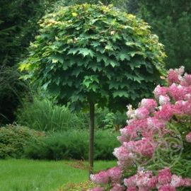 Клен Глобозум остролистный