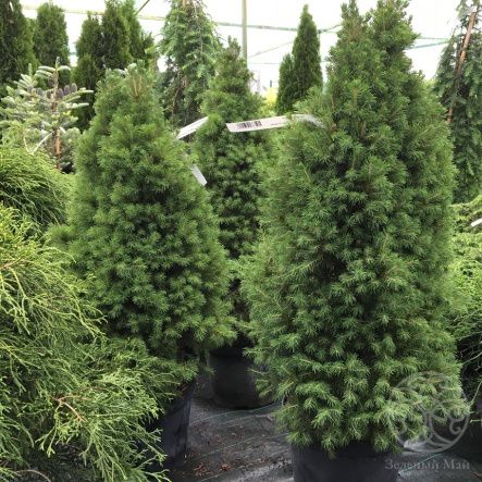 Ель Рэйнбоуз Энд канадская 