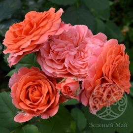 Роза Эмильен Гийо шраб