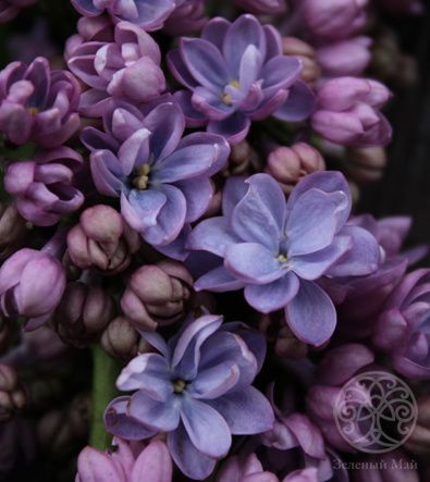 Сирень Вечерняя Москва