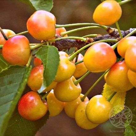 Черешня Янтарная 