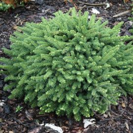Ель Пумила Нигра обыкновенная