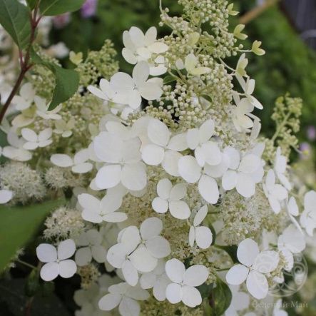 Гортензия Брасселс Лейс метельчатая