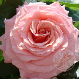 Роза Поэзия грандифлора