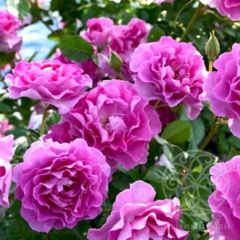 Роза Вайолет Парфюм чайно-гибридная