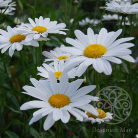 Нивяник Серебрянная принцесса 