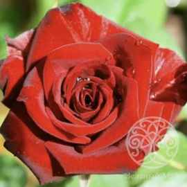 Роза Никколо Паганини Штамб