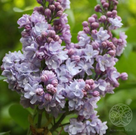 Сирень Катерина Хавемейер