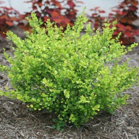 Береза Голден Трэже карликовая