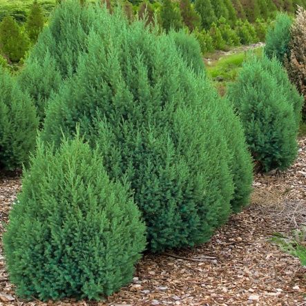 Можжевельник Стрикта китайский 