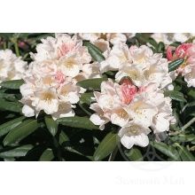 Рододендрон якушиманский Edelweiss