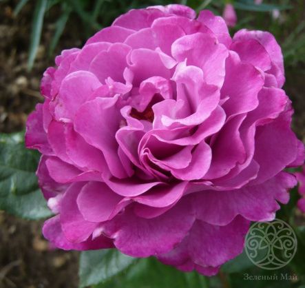 Роза Мюриэль Робин чайно-гибридная