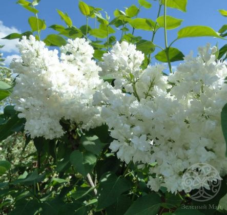 Сирень Память о Колесникове