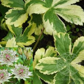 Астранция крупная 