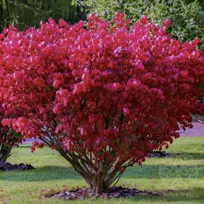 Бересклет крылатый 