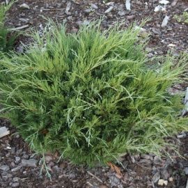 Можжевельник Хиксии казацкий 