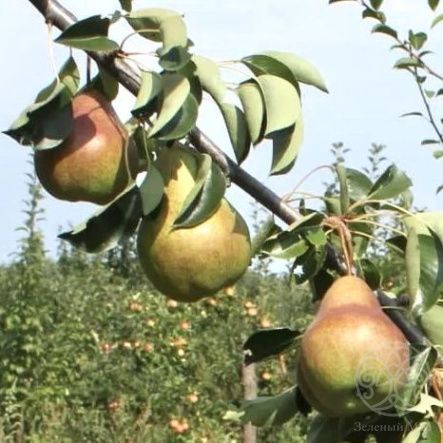Груша Брянская красавица 