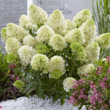 Гортензия Скайфолл метельчатая