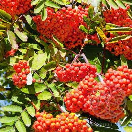 Рябина Сорбинка