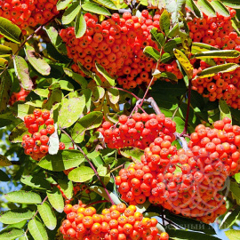 Рябина Сорбинка