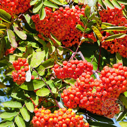 Рябина Сорбинка