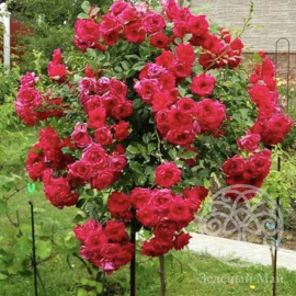 Роза Мона Лиза Штамб